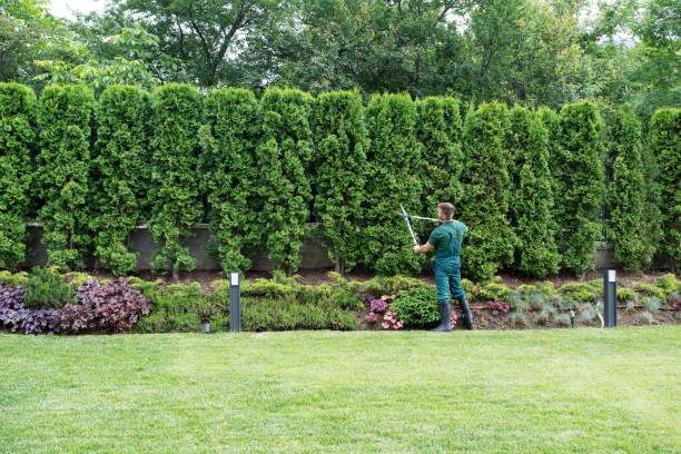 Lawn Drainage Solutions in Tenino, WA