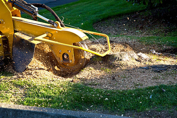 Best Hazardous Tree Removal  in Tenino, WA