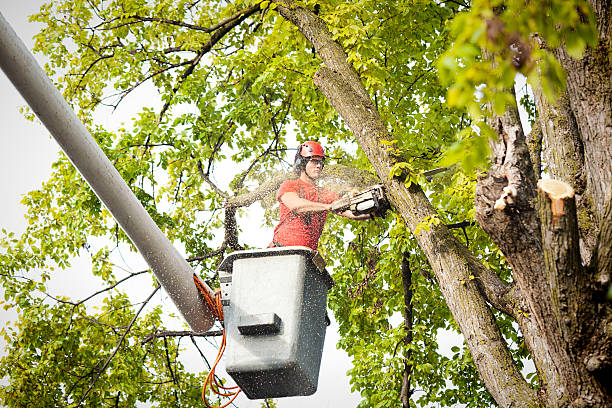 Best Tree Trimming and Pruning  in Tenino, WA