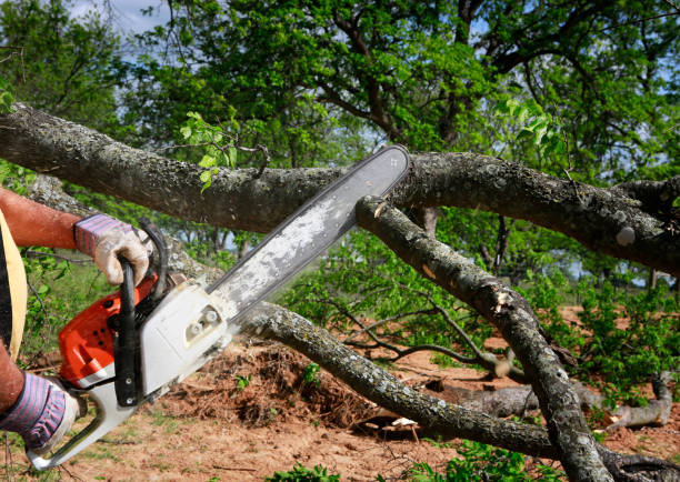 Best Arborist Consultation Services  in Tenino, WA